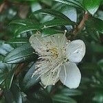 Myrtus communis Flower