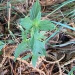 Galeopsis ladanum Leaf