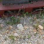 Festuca myuros Flower