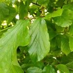 Parrotia subaequalis Hoja