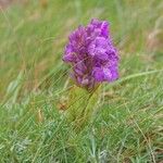 Anacamptis morio花