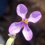 Moricandia arvensis Çiçek