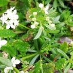 Galium anisophyllon Листок