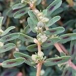 Euphorbia maculata Fruit