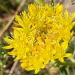 Petrosedum montanum Kukka