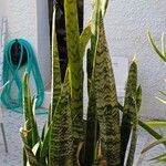 Sansevieria trifasciata ഇല