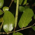 Piper tuberculatum Fruit