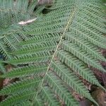 Alsophila australis Leaf