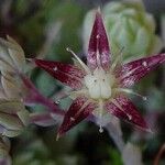 Graptopetalum macdougallii Flower