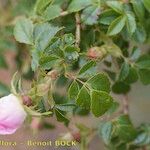 Rosa squarrosa Egyéb
