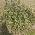 Euphorbia tithymaloides List