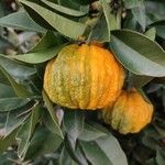 Citrus medica Fruit