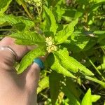 Penthorum sedoides Leaf