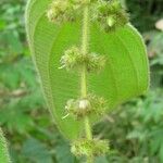 Miconia dependens Feuille