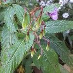 Impatiens glandulifera Fruto