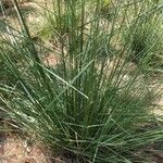 Muhlenbergia lindheimeri 叶