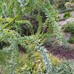 Acacia cultriformis Õis