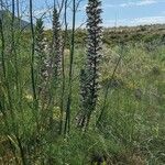 Acanthus spinosusBlomst