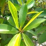 Rhizophora racemosa Лист
