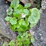 Cymbalaria muralis Агульны выгляд