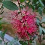 Callistemon citrinus Flor