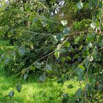 Betula utilis Blad