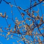 Chimonanthus praecox Fleur