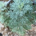 Artemisia thuscula Leaf