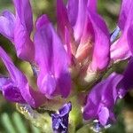 Astragalus onobrychis 花