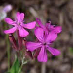 Atocion armeria Flor