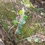Microgramma vacciniifolia 葉