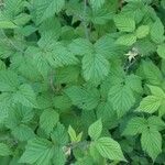 Rubus leucodermis Yaprak