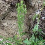 Centaurium tenuiflorum Hábito