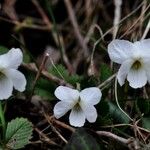 Viola alba Kvet