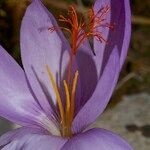 Crocus ligusticus Floare