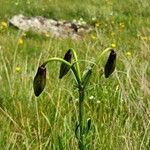 Lilium carniolicum Bloem