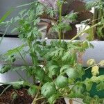 Coriandrum sativum Φύλλο