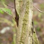 Diplopterys lutea خشب