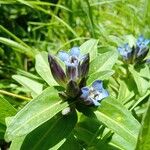 Gentiana cruciata പുഷ്പം