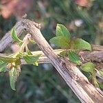 Elsholtzia stauntonii Otro