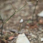 Eriogonum nudum Alkat (teljes növény)