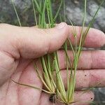 Fimbristylis autumnalis Habit