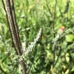 Cirsium filipendulum Leaf