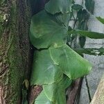 Monstera tuberculata Leaf