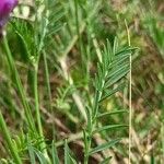 Astragalus onobrychis Deilen