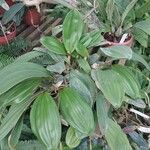 Coelogyne imbricata পাতা