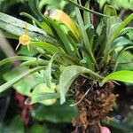 Masdevallia tubuliflora Leaf