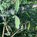 Adenocarpus complicatus ফল