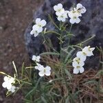 Arabis alpina Fiore