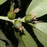 Diospyros discolor Fruit